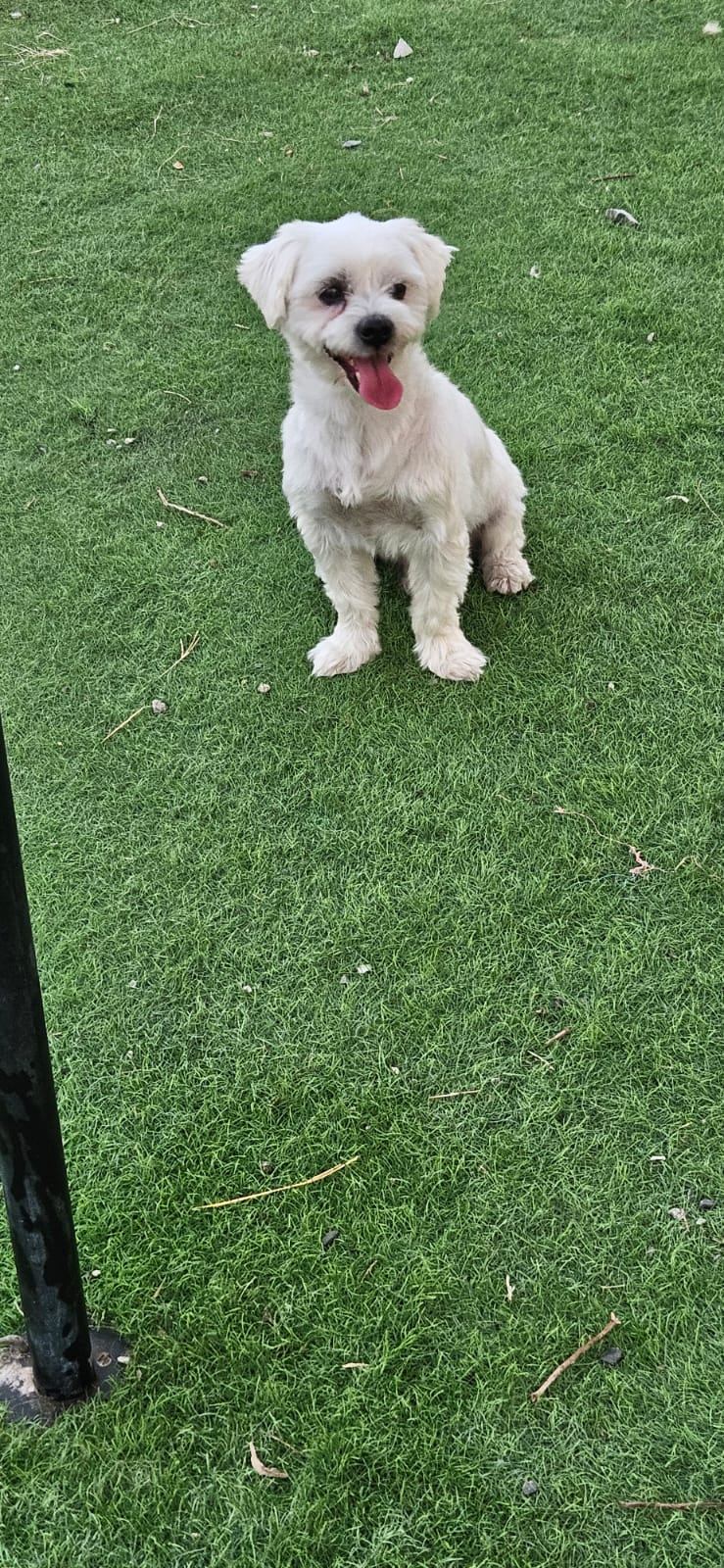 Mishu, Maltese, male, neutered, 4 years old.