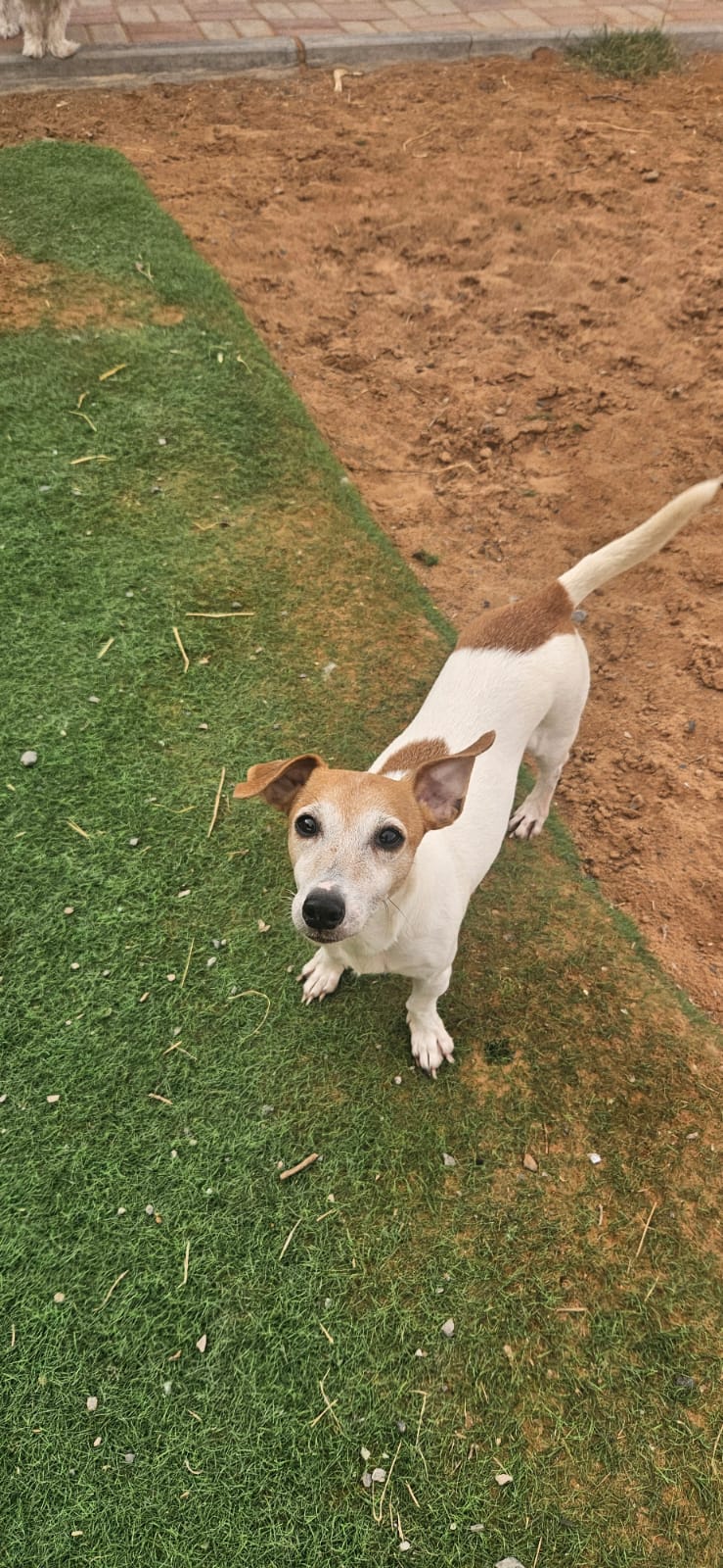 Sami, Jack Russell Terrier, female, approx. 7 years old