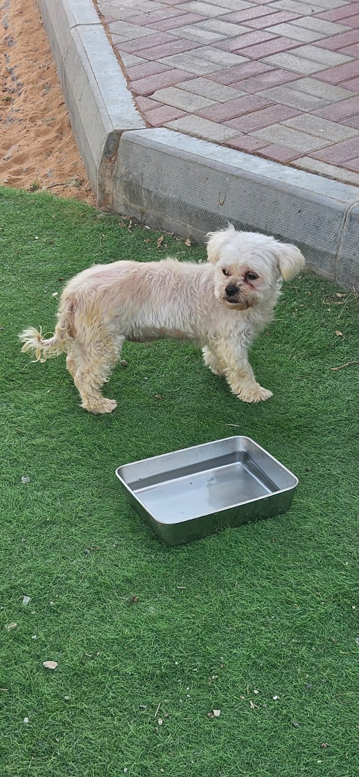 Jimmy, Shih Tzu, female, approx 7 - 8 years old.