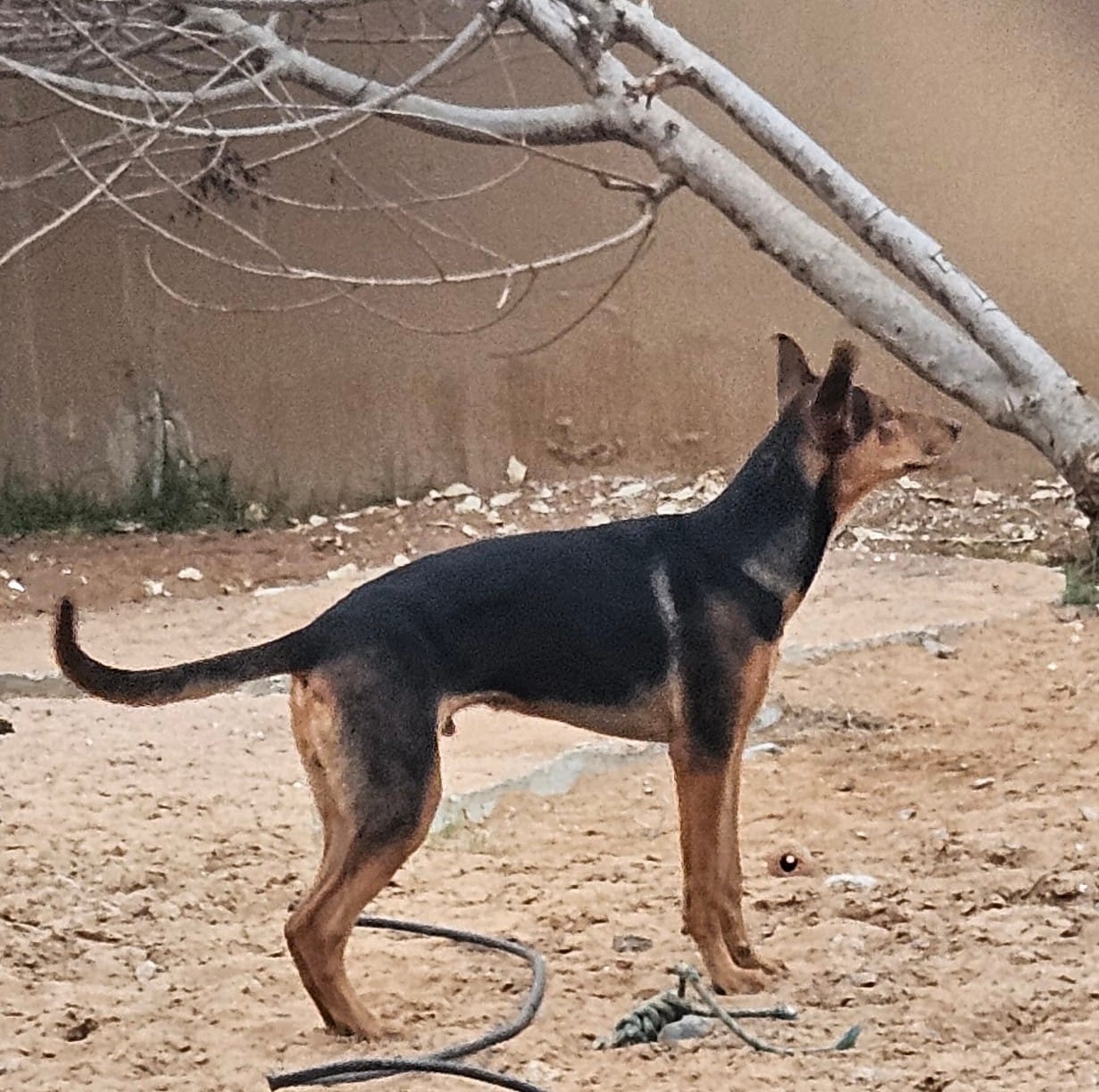 Timmy, Dobermann cross German Shepherd, male, 7 months old