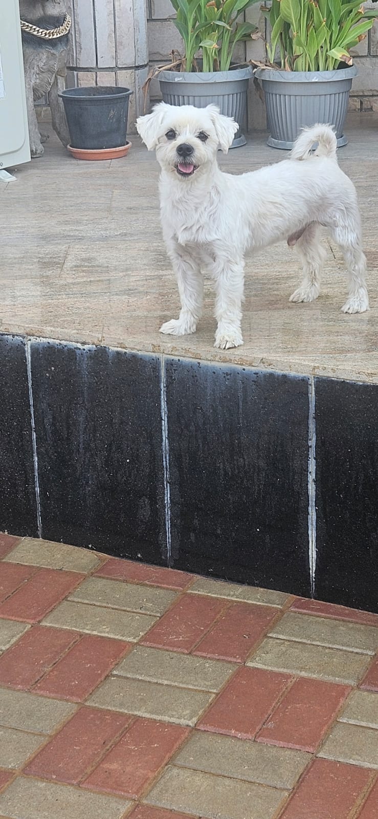 Mishu, Maltese, male, neutered, 4 years old.