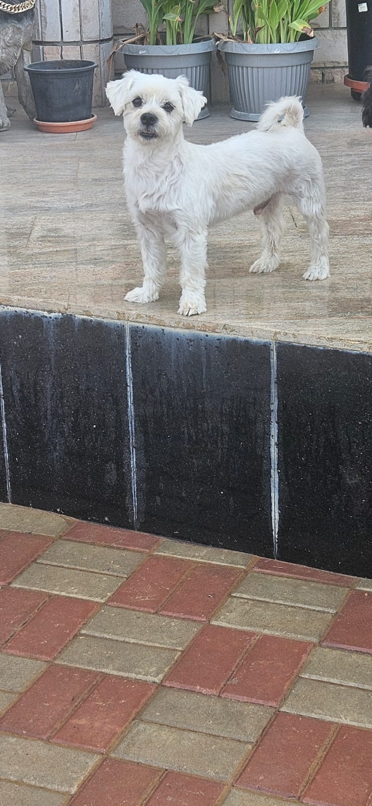 Mishu, Maltese, male, neutered, 4 years old.