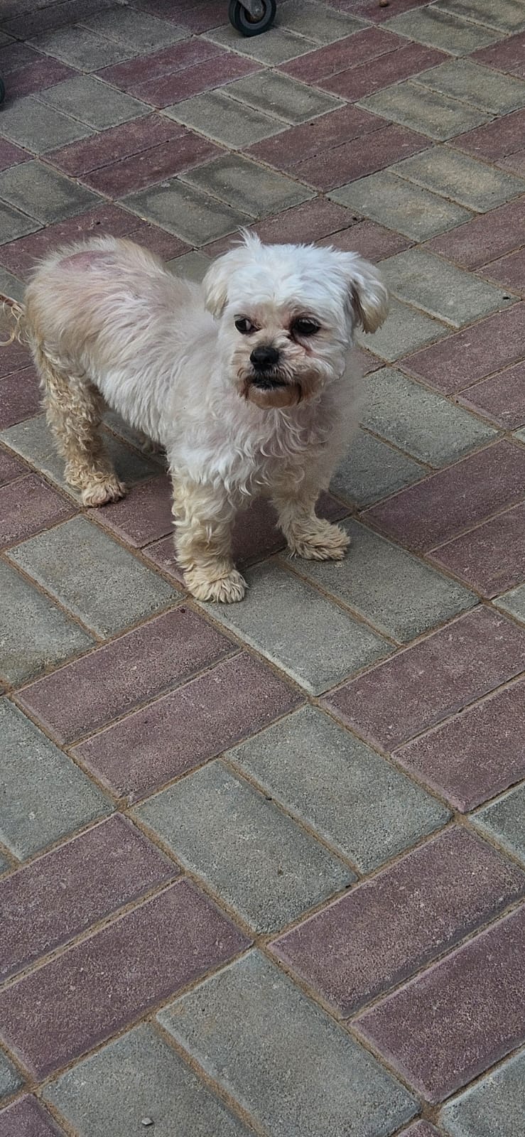 Jimmy, Shih Tzu, female, approx 7 - 8 years old.