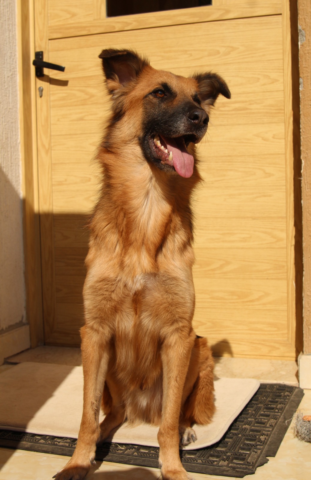 JACKSON - German Shepherd cross Saluki