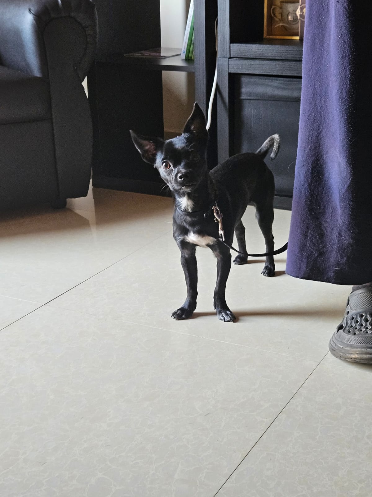 Benny, Chihuahua cross Pug, male, neutered, 2 years old