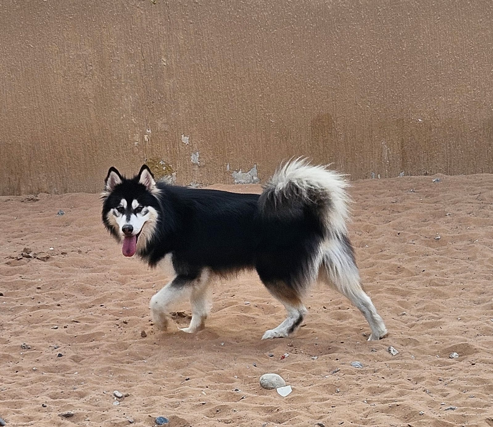 Oscar. Alaskan Malamute cross Siberian Husky