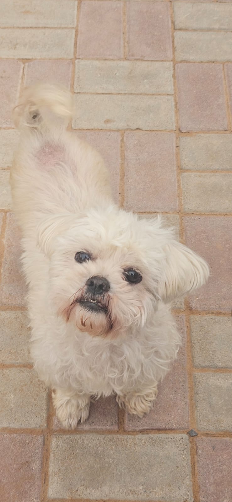 Jimmy, Shih Tzu, female, approx 7 - 8 years old.