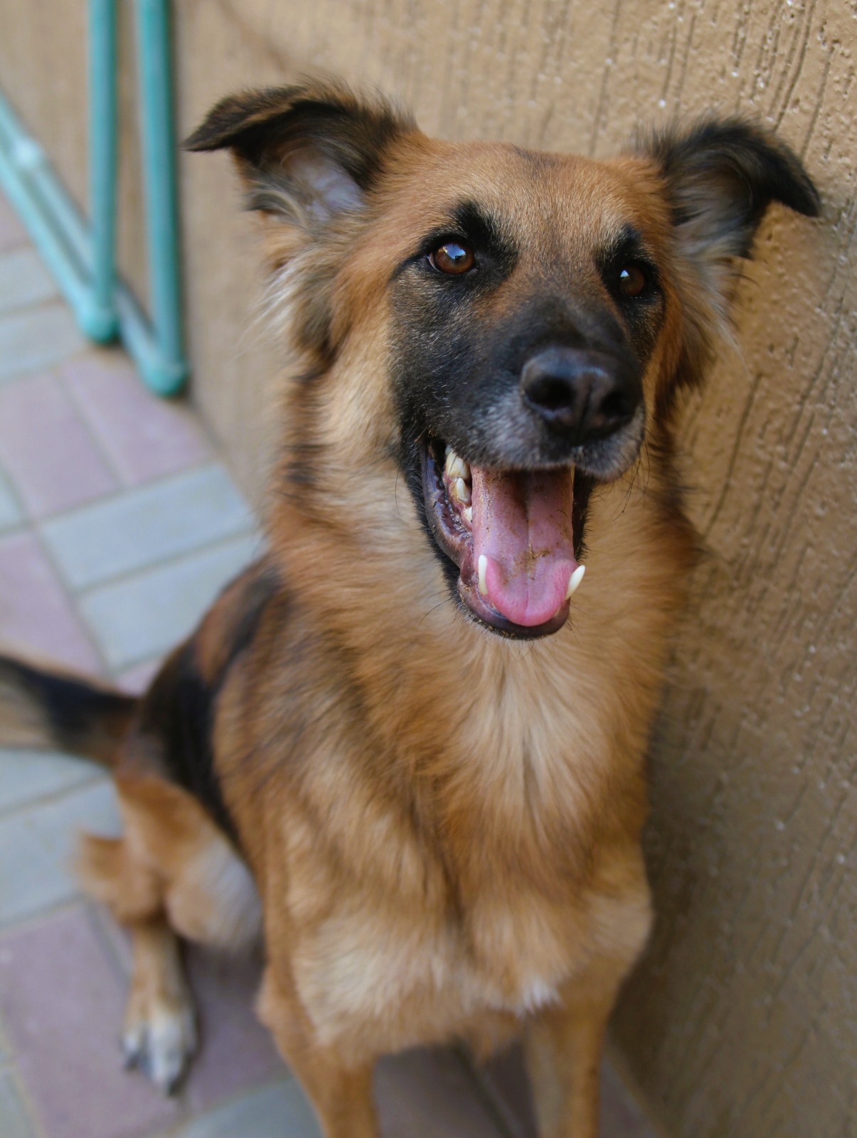 JACKSON - German Shepherd cross Saluki