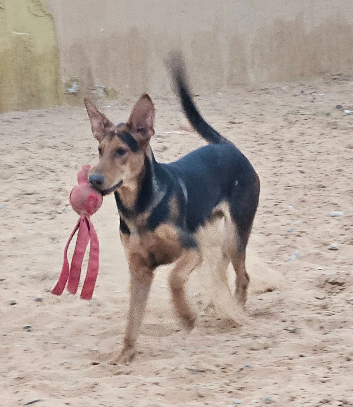 Timmy, Dobermann cross German Shepherd, male, 7 months old