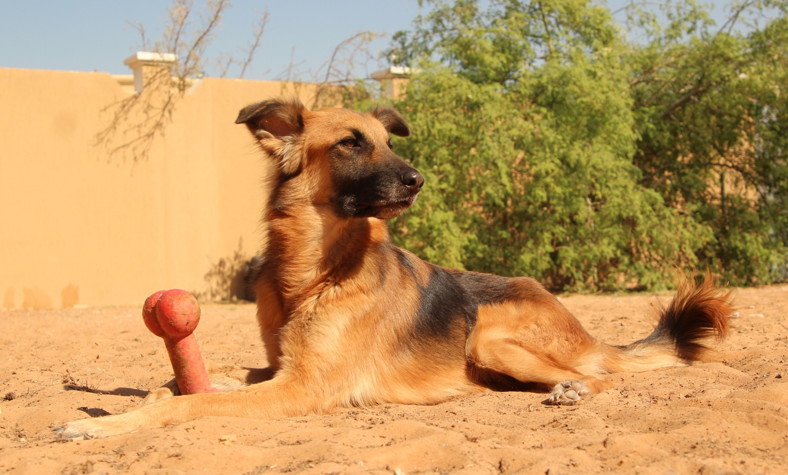 JACKSON - German Shepherd cross Saluki