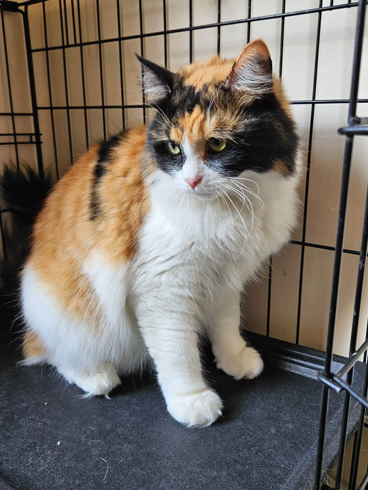 Nemo, female, spayed, 4 years old.