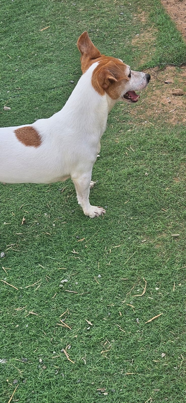 Sami, Jack Russell Terrier, female, approx. 7 years old