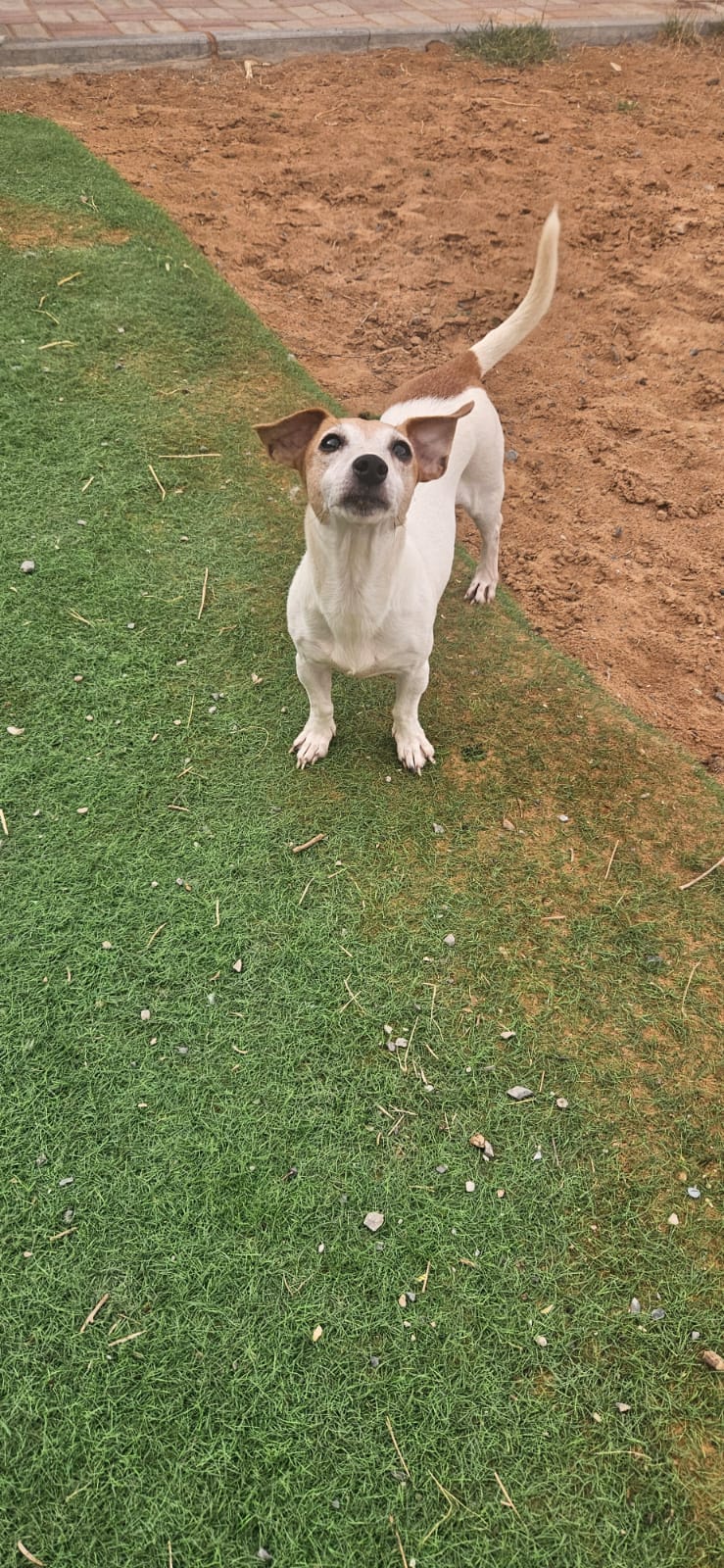 Sami, Jack Russell Terrier, female, approx. 7 years old