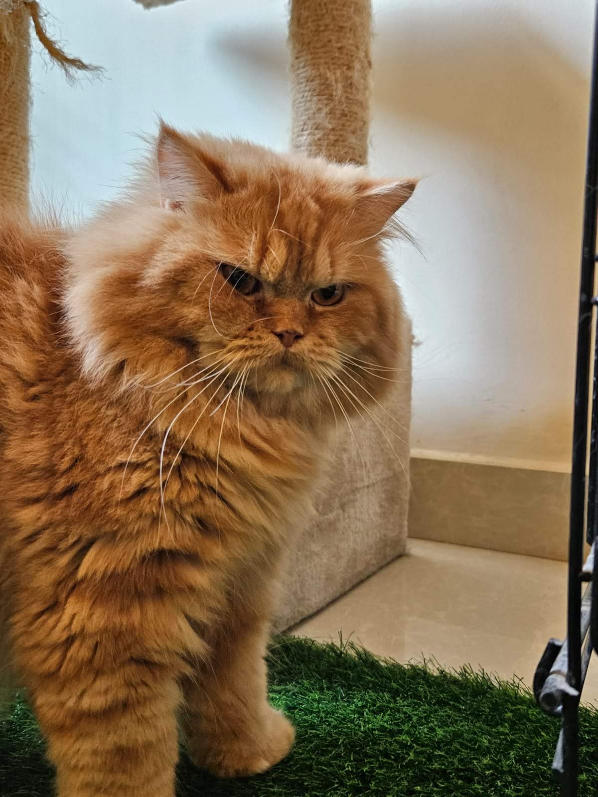 Hari, Persian, 4 years old, Male, Neutered