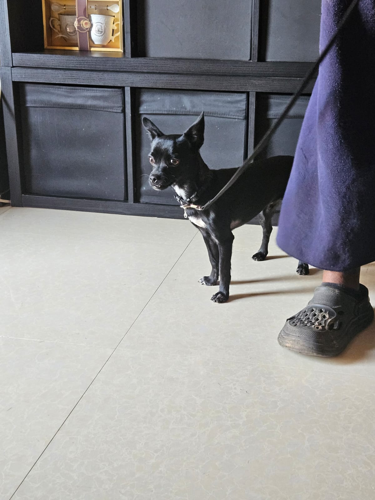 Benny, Chihuahua cross Pug, male, neutered, 2 years old