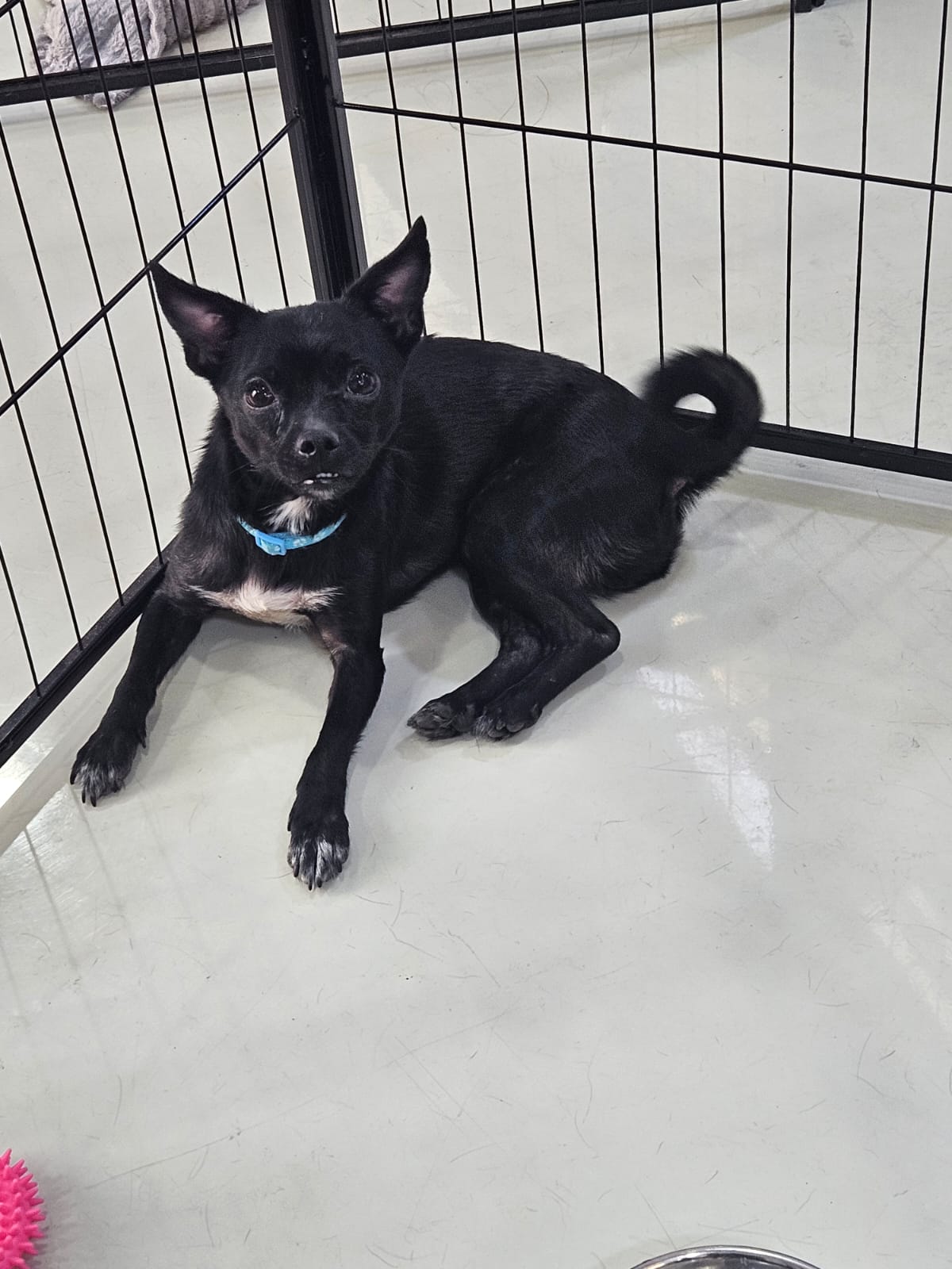 Benny, Chihuahua cross Pug, male, neutered, 2 years old