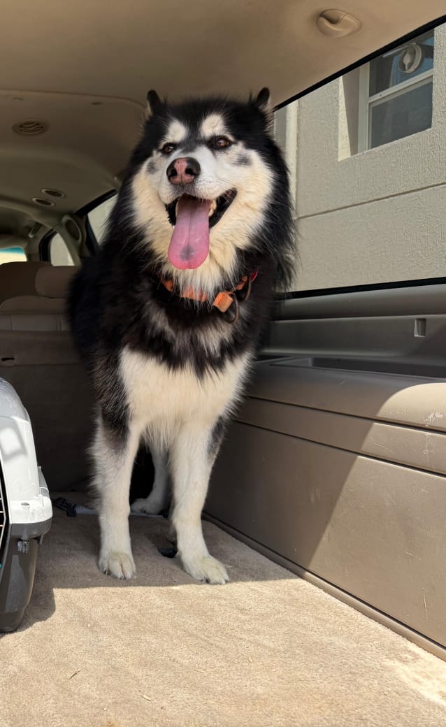 Oscar. Alaskan Malamute cross Siberian Husky