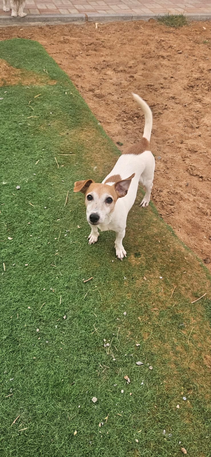 Sami, Jack Russell Terrier, female, approx. 7 years old