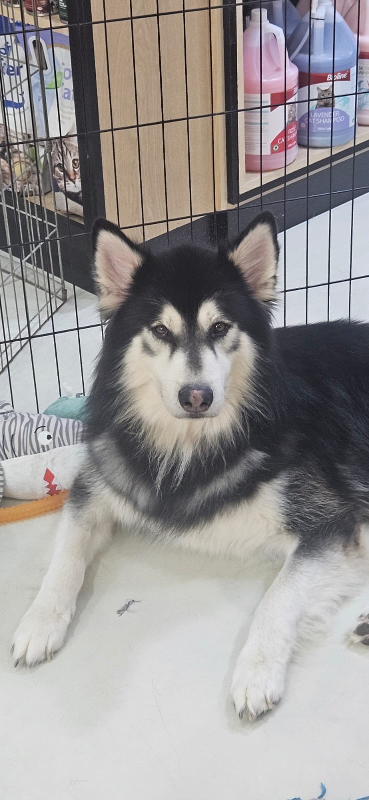 Oscar. Alaskan Malamute cross Siberian Husky