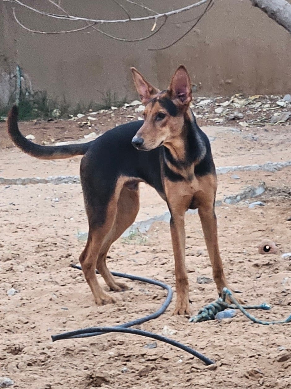 Timmy, Dobermann cross German Shepherd, male, 7 months old
