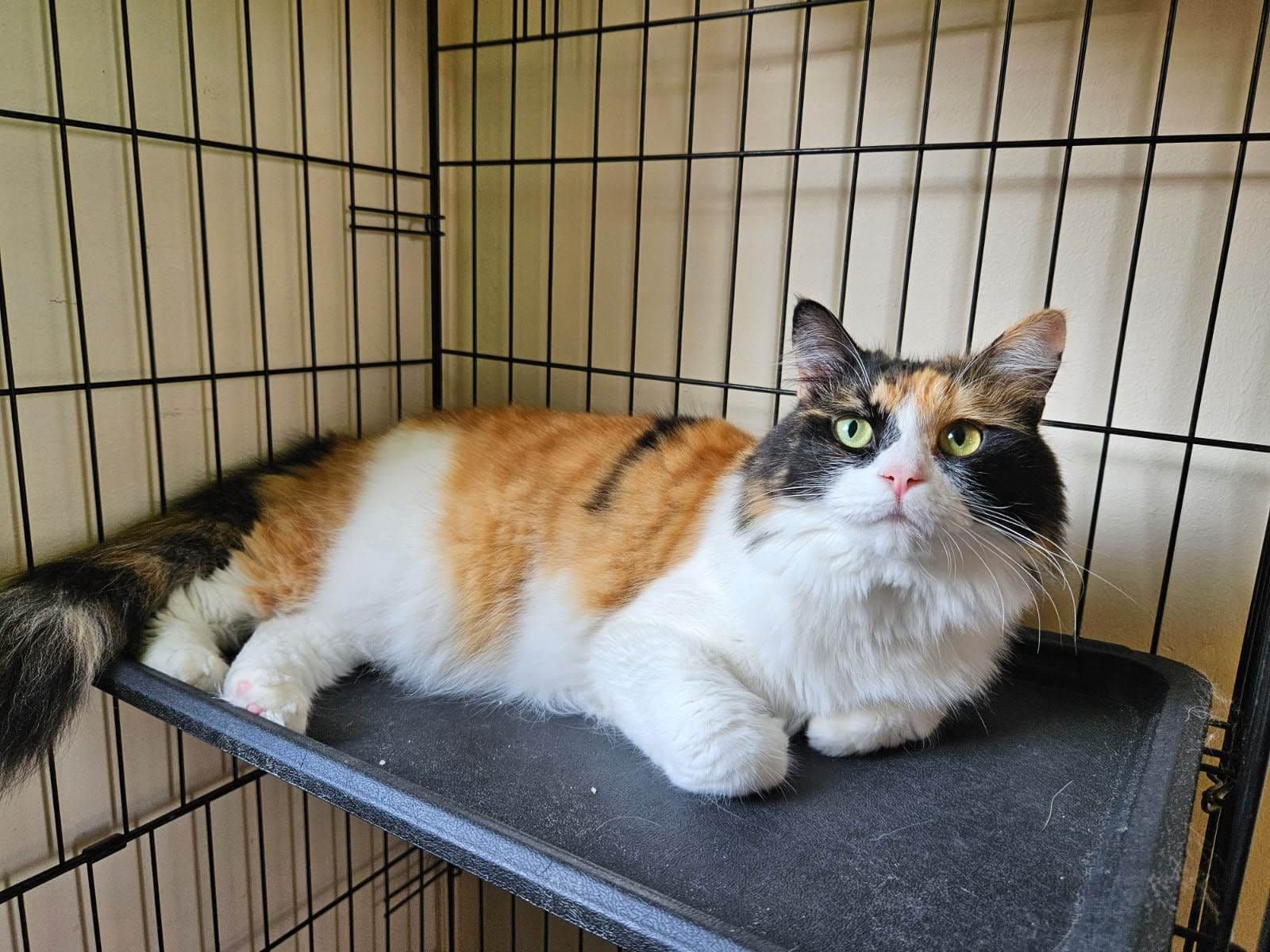 Nemo, female, spayed, 4 years old.