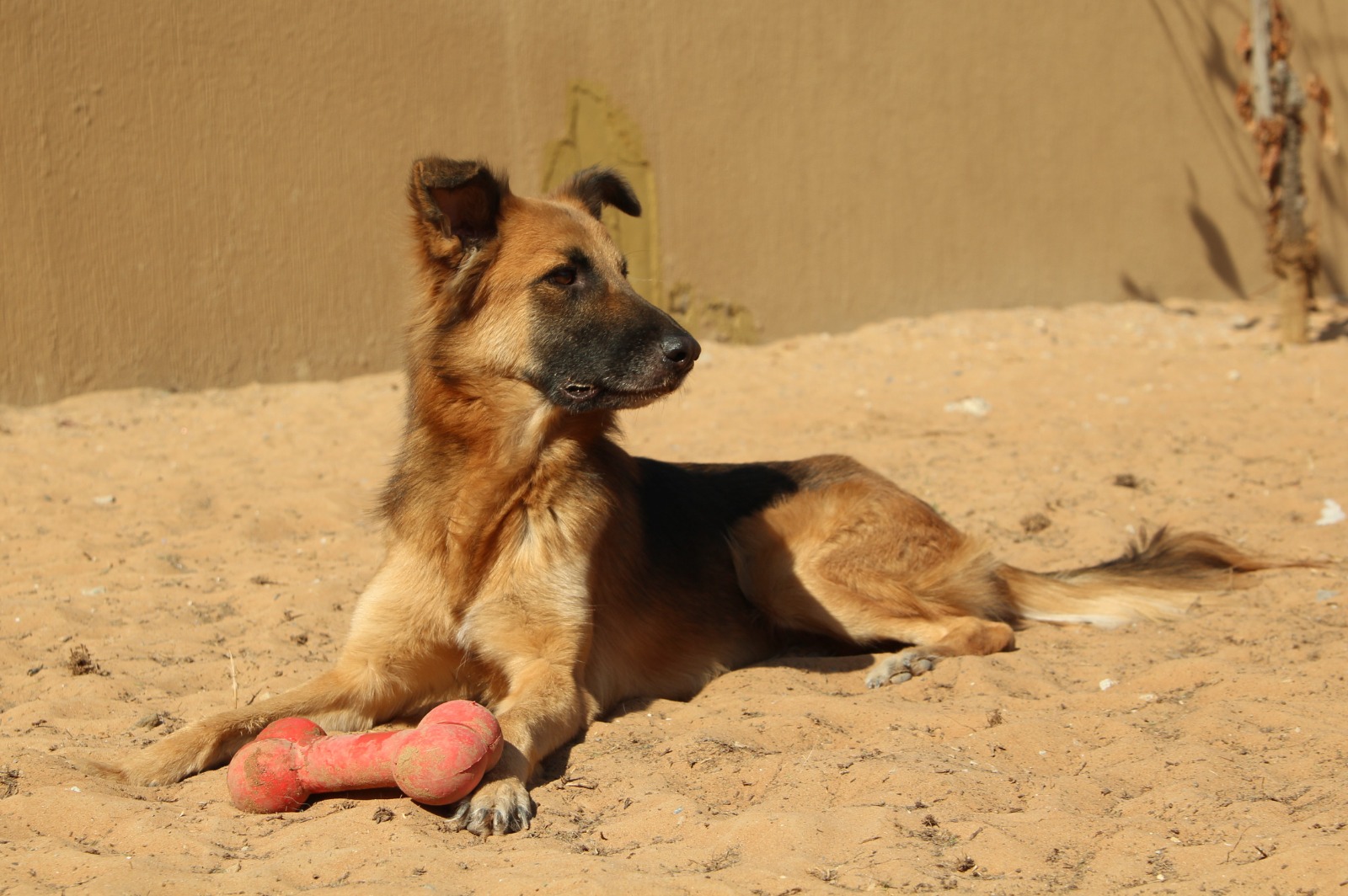 JACKSON - German Shepherd cross Saluki