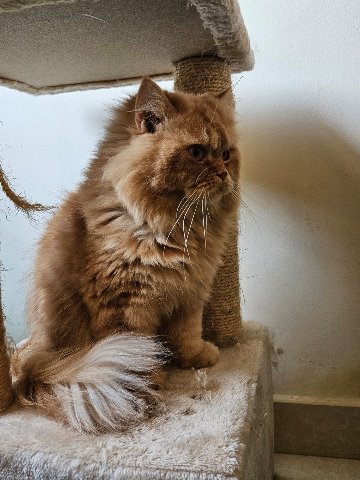 Hari, Persian, 4 years old, Male, Neutered