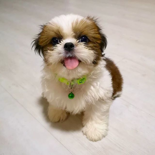 Barry (cachorro Shih Tzu macho en venta)