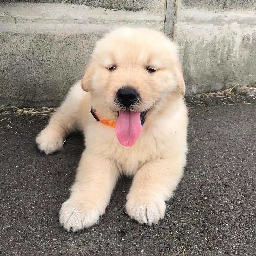 Itali (cachorro Golden Retriever hembra en venta)