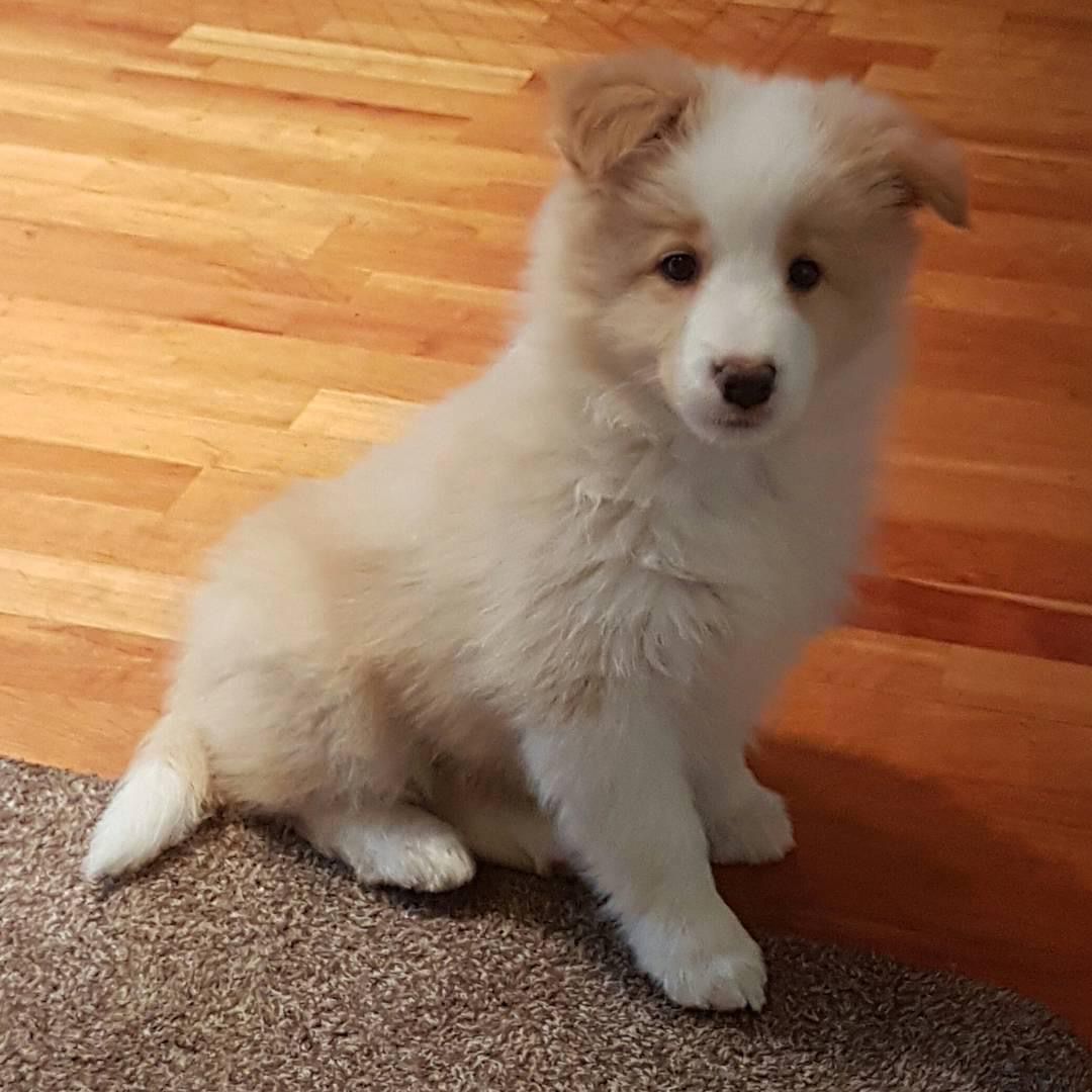 Quin (Filhote de cachorro Border Collie fêmea para venta)