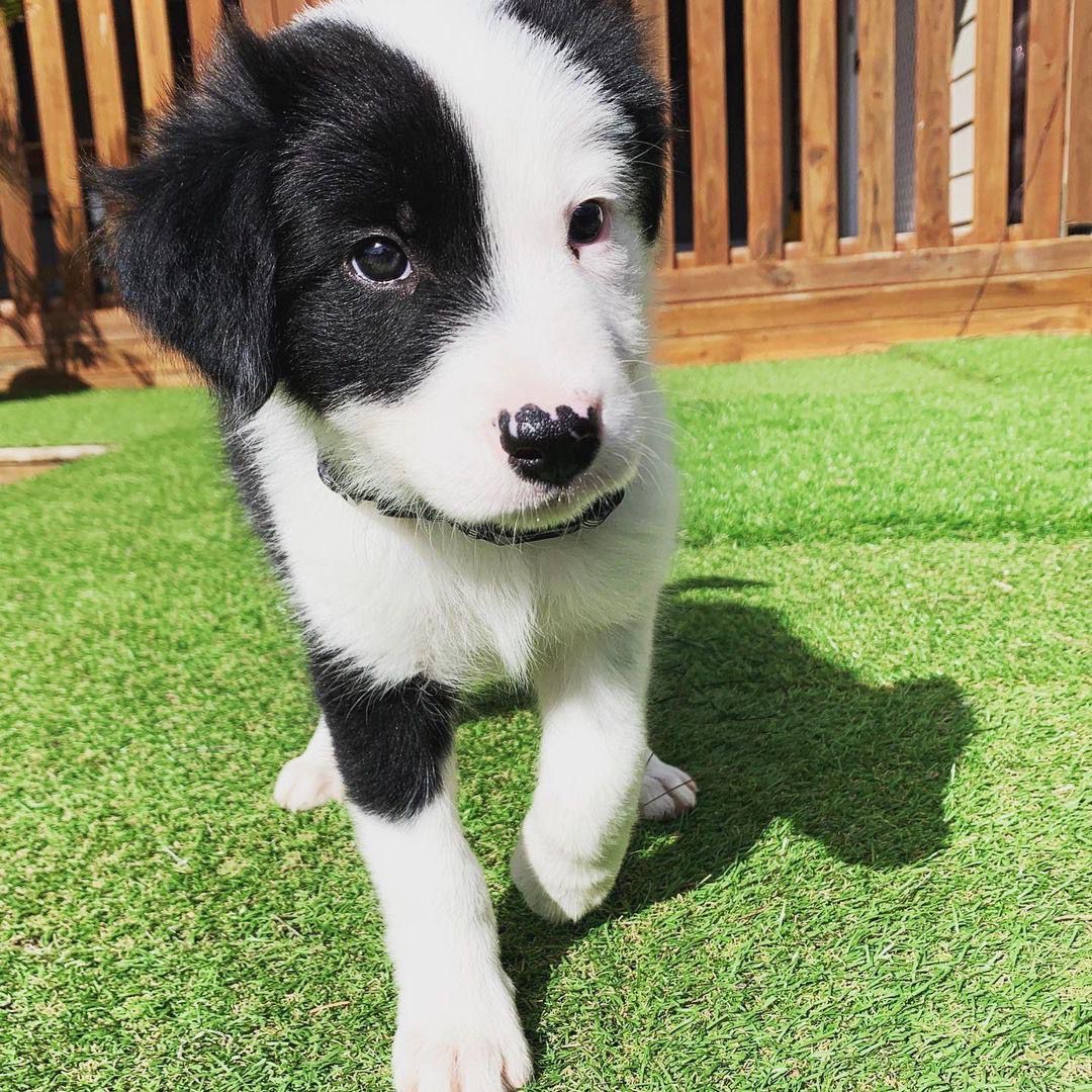 Samie (cachorro Border Collie macho para venta)