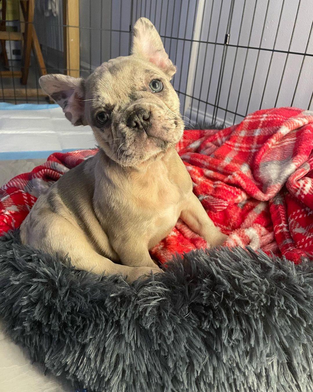 Rocco (Cachorro de bulldog francés macho en venta)