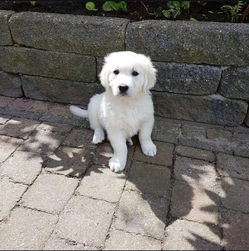 Tim (cachorro golden retriever hembra en venta)