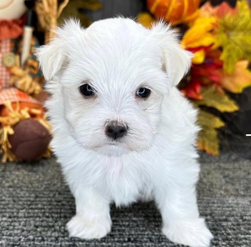 Carlos (Cachorro Bichon Maltés macho en venta)