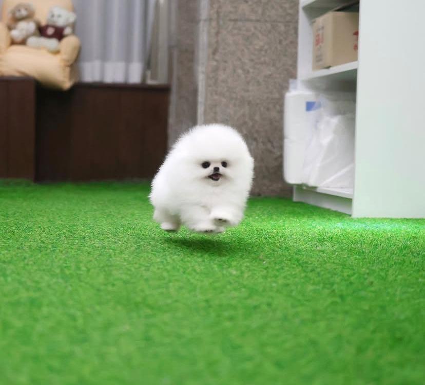 Anna (cachorro Pomerania hembra en venta)