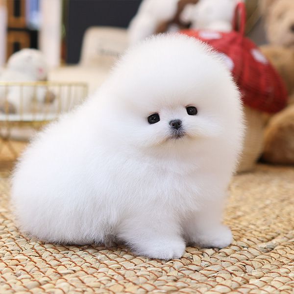 Lino (cachorro Pomerania macho en venta)