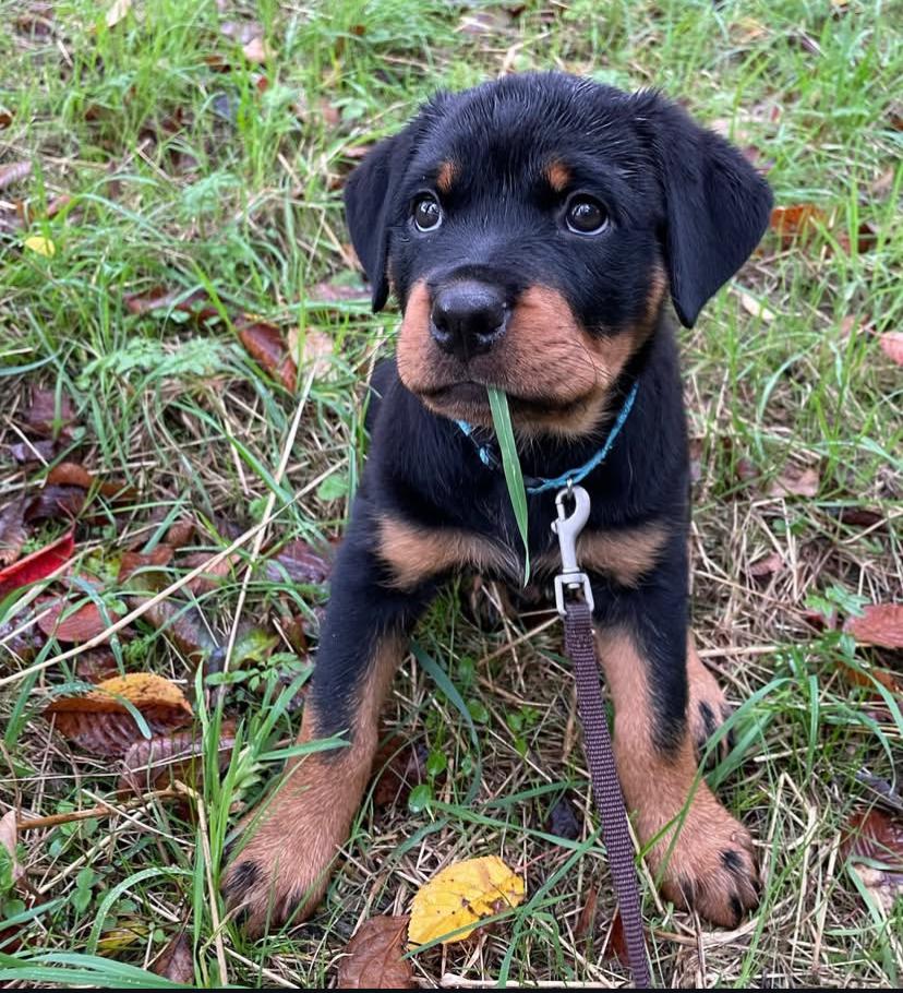 Maya (cachorro rottweiler hembra en venta)