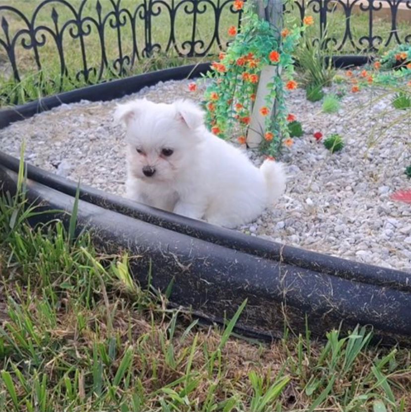 Loli (cachorro Bichon Maltés hembra en venta)
