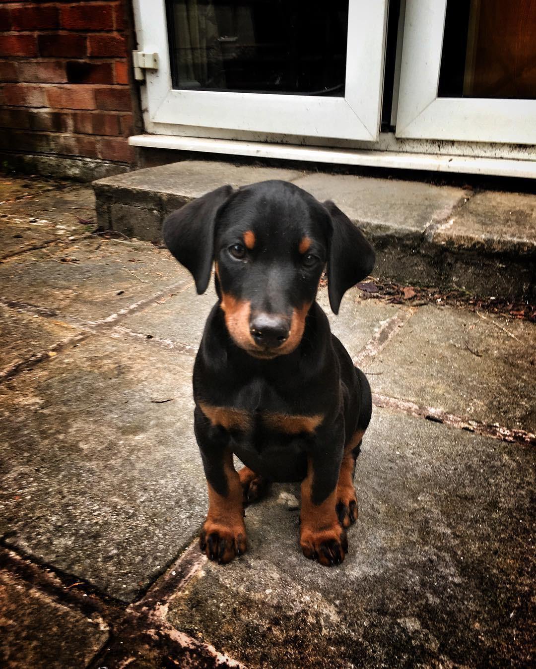 Lola (cachorro doberman hembra en venta)