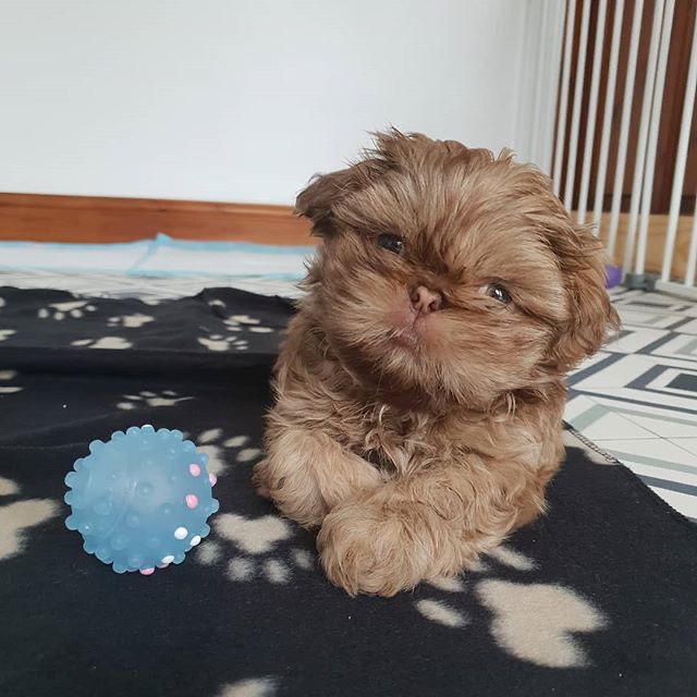 Bob (cachorro Shih Tzu macho en venta)