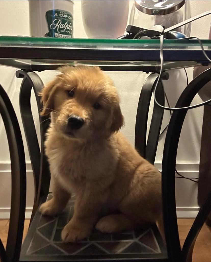 Ralfs (cachorro golden retriever macho en venta)