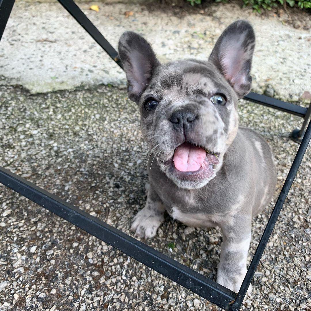 Camry (cachorro bulldog francés hembra en venta)