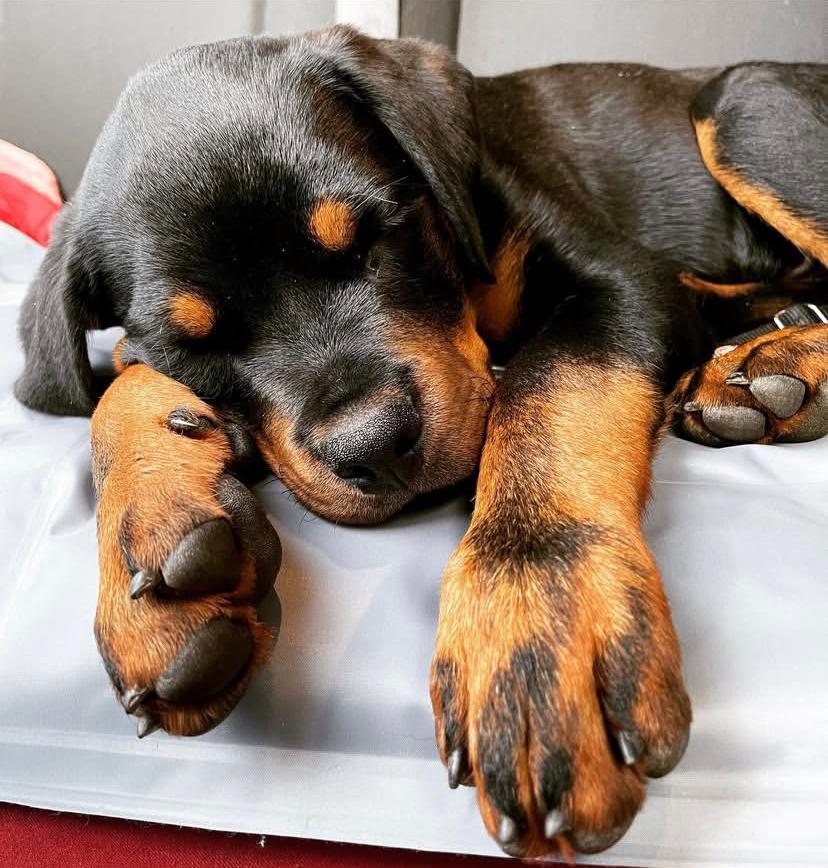 Bruno (cachorro Rottweiler macho en venta)