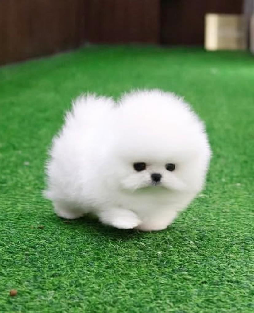 Rino (cachorro Pomerania macho en venta)