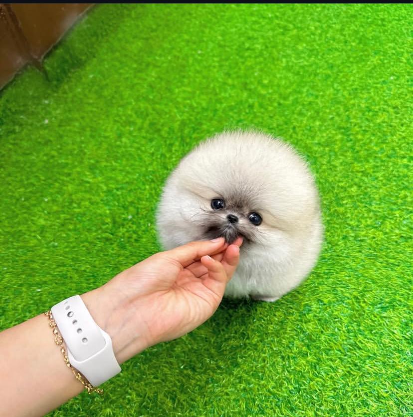 Annil (cachorro Pomerania macho en venta)