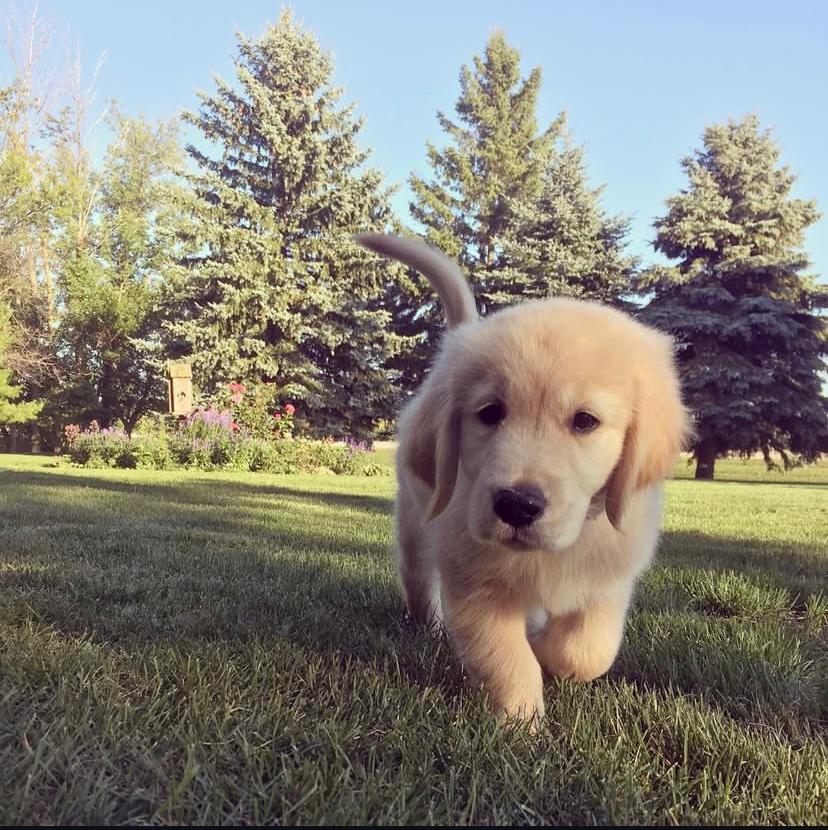 Arlie (cachorro golden retriever hembra en venta)