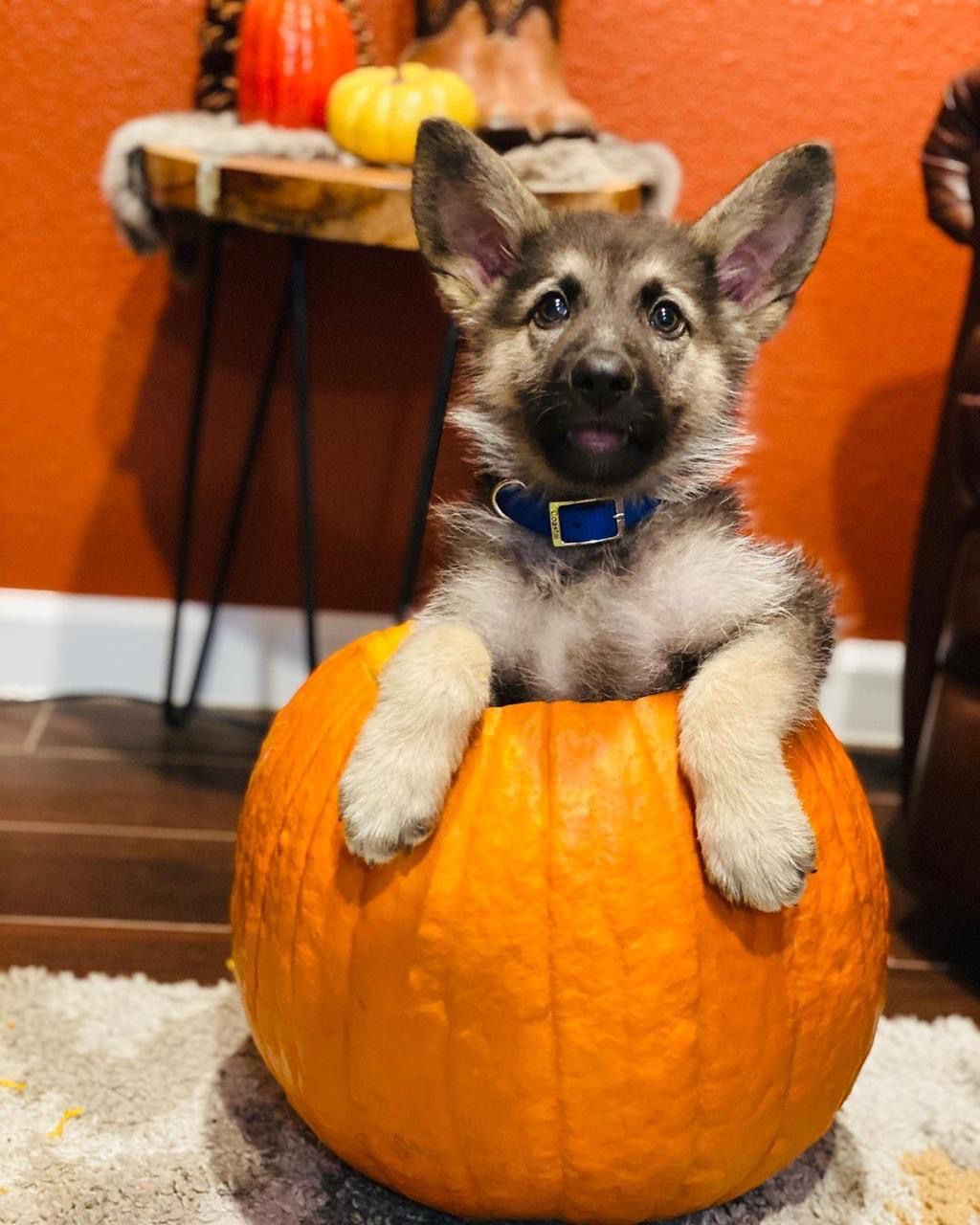 Milo (cachorro pastor alemán macho en venta)