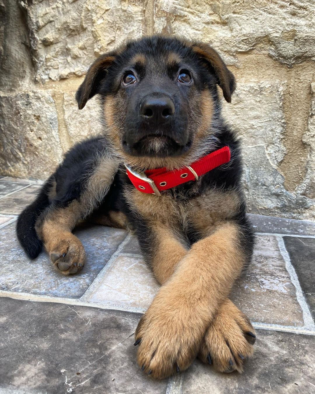 Teddy (cachorro pastor alemán macho en venta)