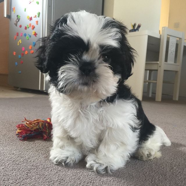 Bella (cachorro Shih Tzu hembra en venta)