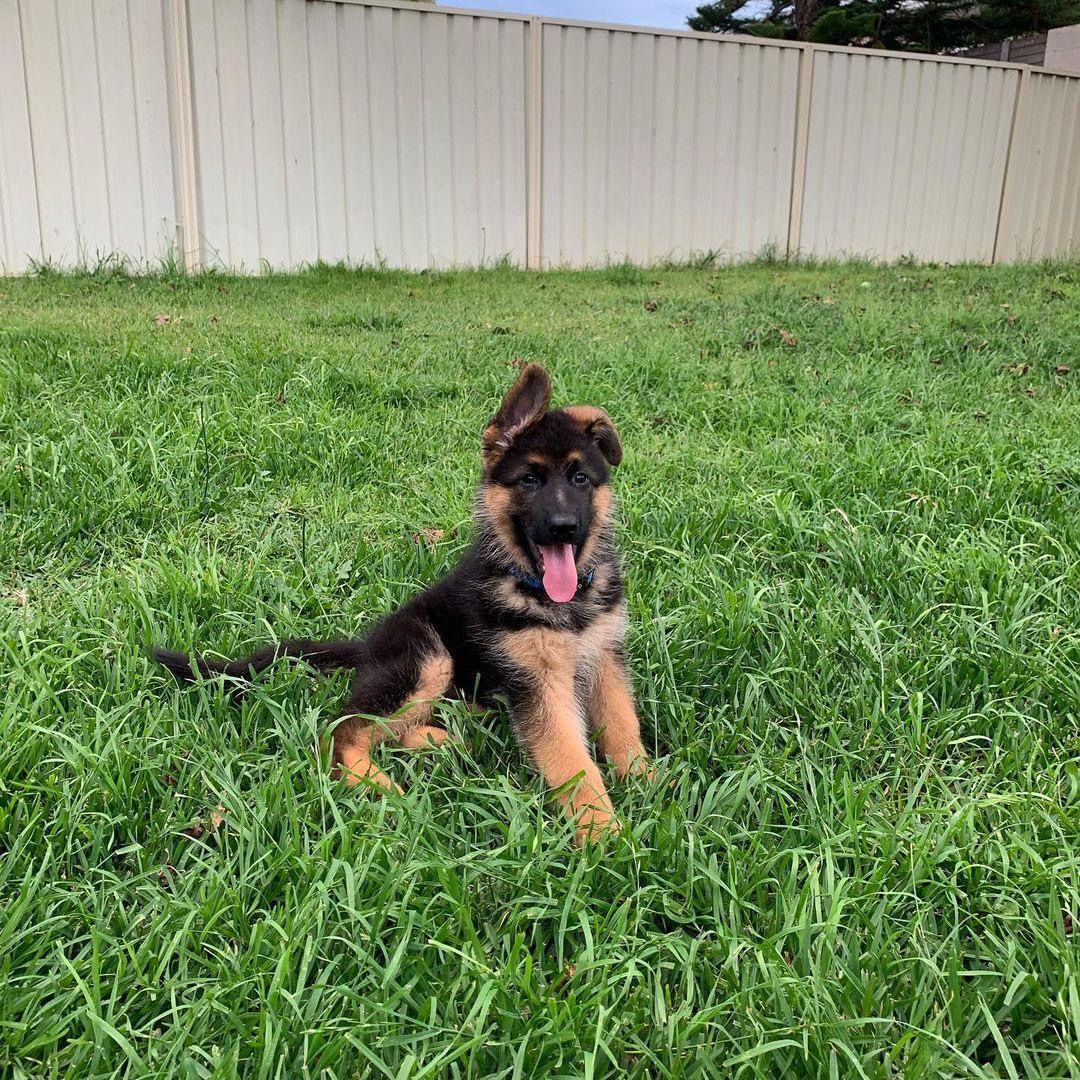 Hunter (cachorro pastor alemán macho en venta)